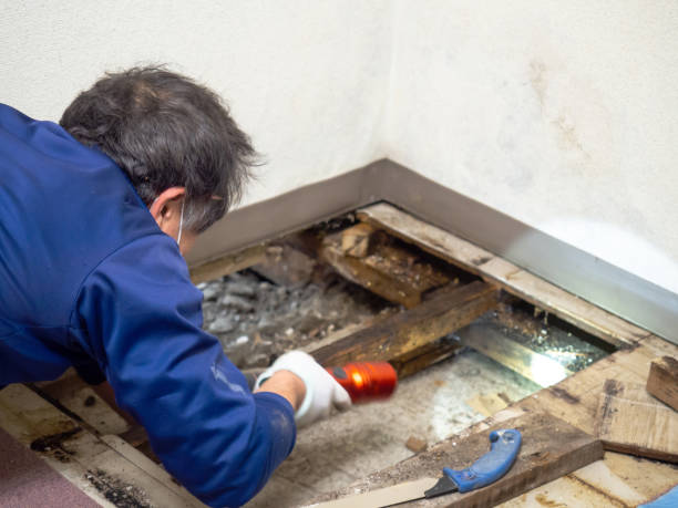 Best Home Mold Removal  in Greenfield, IA