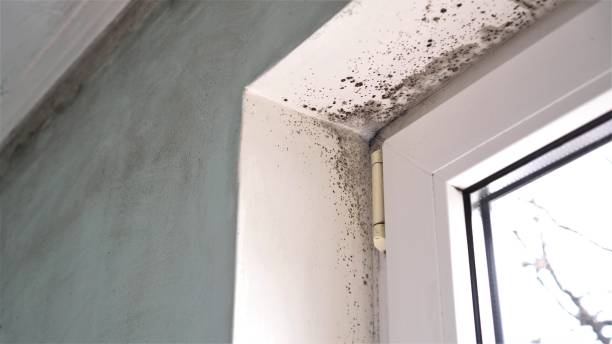 Best Fast Mold Removal  in Greenfield, IA