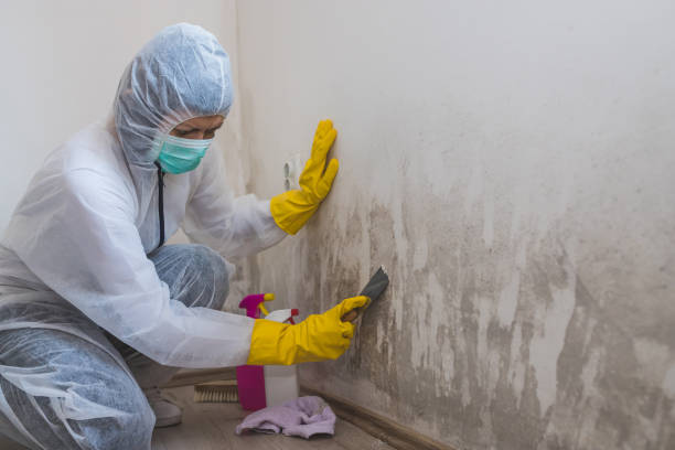 Best Mold Removal Process  in Greenfield, IA