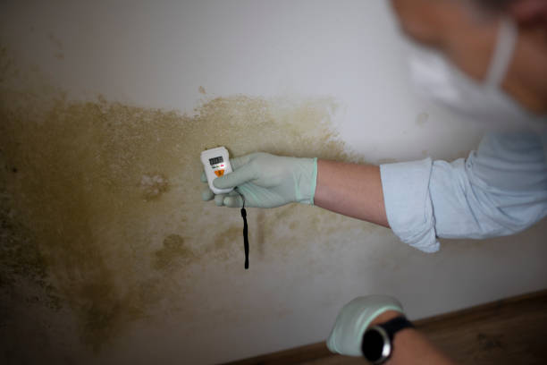 Best Certified Mold Removal  in Greenfield, IA