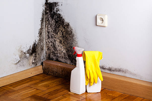 Best Local Mold Removal Service  in Greenfield, IA