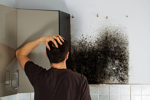 Best Mold Cleaning Services  in Greenfield, IA