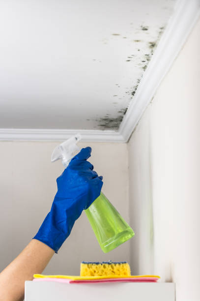 Best Attic Mold Removal  in Greenfield, IA